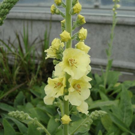 Verbascum 'Gainsborough'