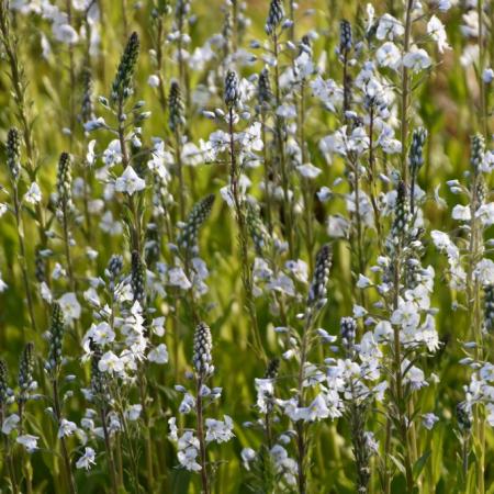 Veronica gentianoides