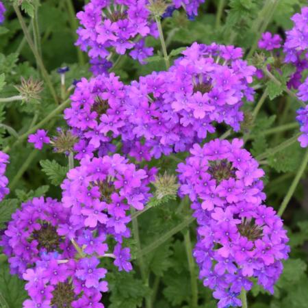 Verbena canadensis 'Homestead Purple'