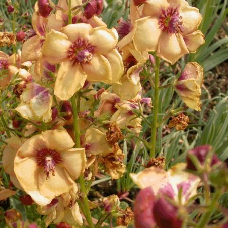 Verbascum 'Jackie'