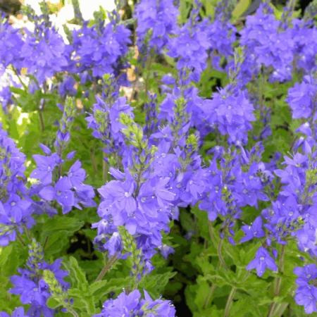 Veronica austriaca 'Knallblau'