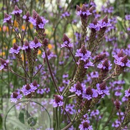 Verbena macdougalii 'Lavender Spires'