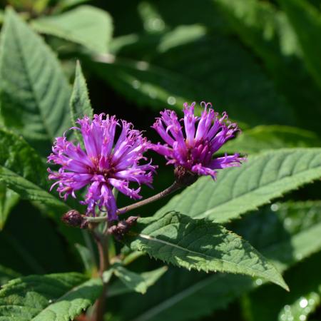 Vernonia crinita 'Mammuth'