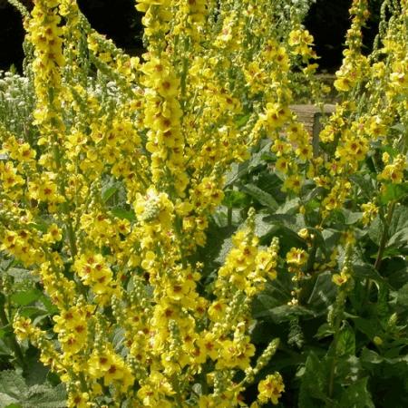 Verbascum nigrum