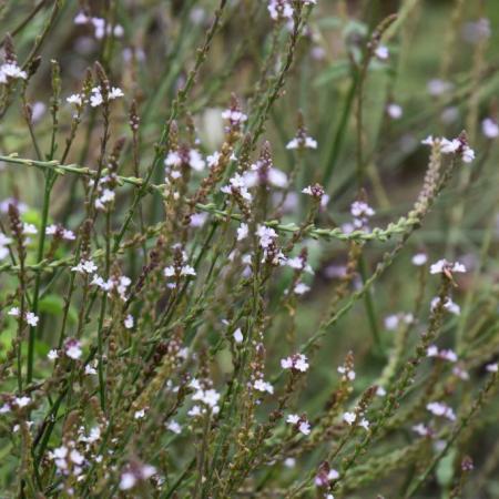 Verbena officinalis