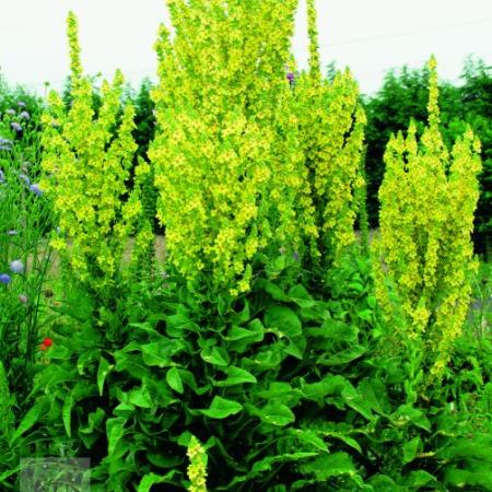 Verbascum olympicum