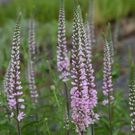 Veronica longifolia 'Pink Damask'