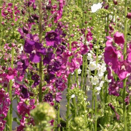 Verbascum phoeniceum