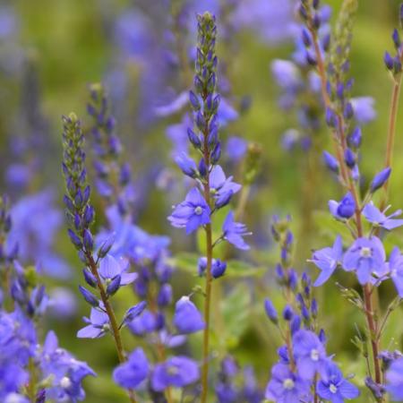 Veronica austriaca 'Royal Blue'