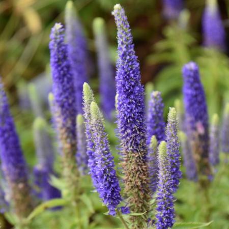 Veronica spicata 'Royal Candles'