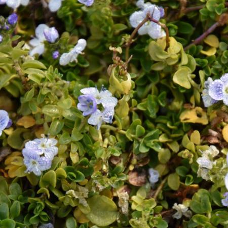 Veronica repens