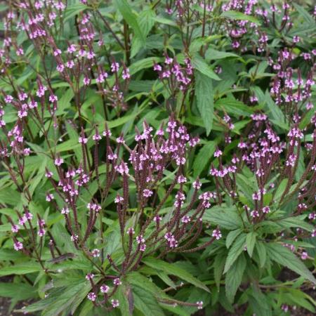 Verbena hastata 'Rosea'