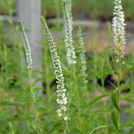 Veronica longifolia 'Schneeriesin'
