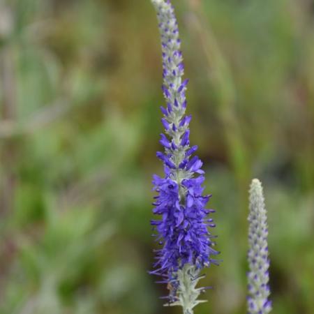 Veronica spicata ssp. incana