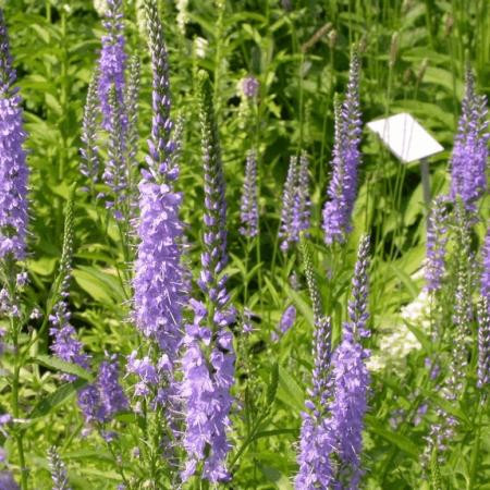 Veronica spicata