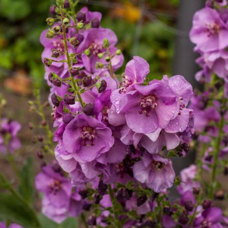 Verbascum 'Sugar Plum'