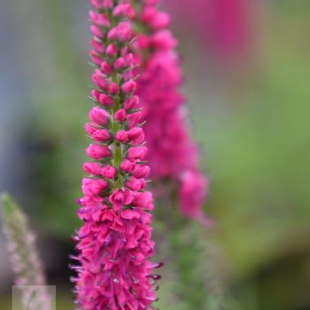 Veronica spicata 'Rotfuchs'