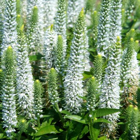 Veronica spicata 'Snow Candles'