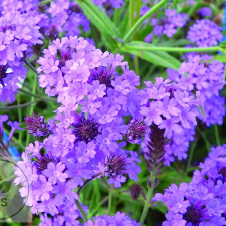 Verbena rigida 'Venosa'