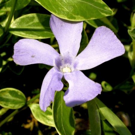 Vinca minor 'Argenteovariegata'