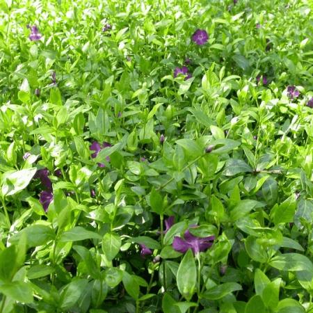 Vinca minor 'Atropurpurea'