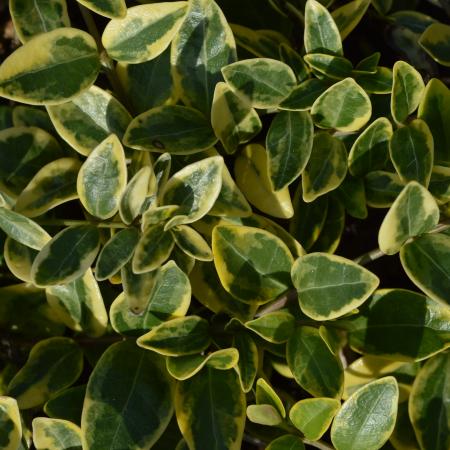 Vinca minor 'Aureovariegata'