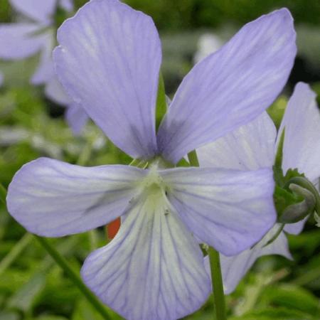 Viola cornuta 'Boughton Blue'