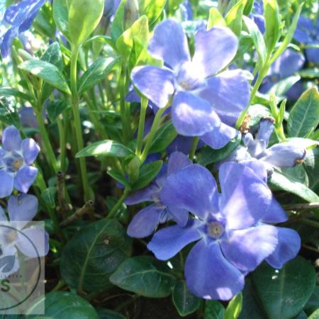 Vinca minor 'La Grave' (Bowles Variety'