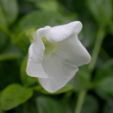 Vinca minor 'Elisa'