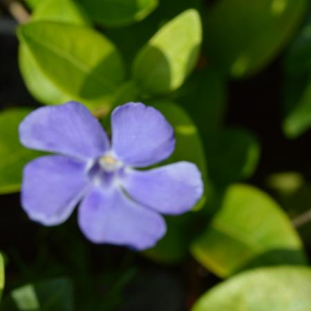 Vinca minor 'Flower Power'