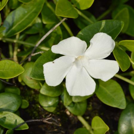 Vinca minor 'Gertrude Jekyll'