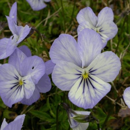 Viola cornuta 'Icy But Spicy'