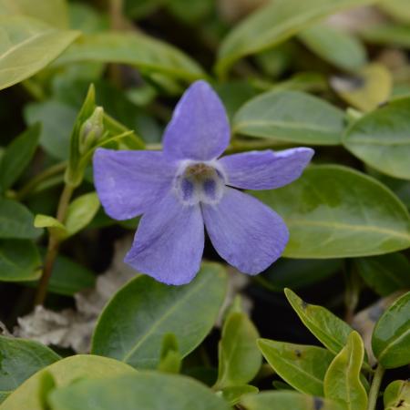 Vinca minor 'Josefine'