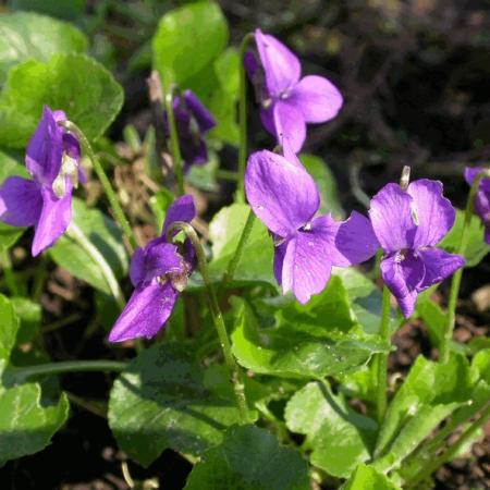 Viola odorata 'Koenigin Charlotte'