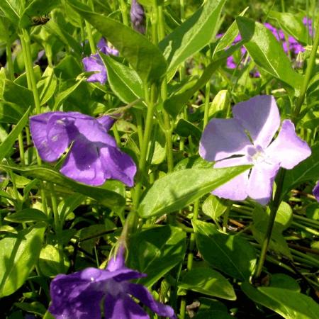 Vinca major