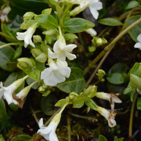 Vinca minor 'Alba'