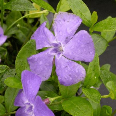 Vinca minor 'Marie'