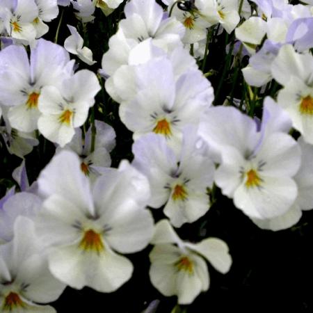 Viola cornuta 'Milkmaid'