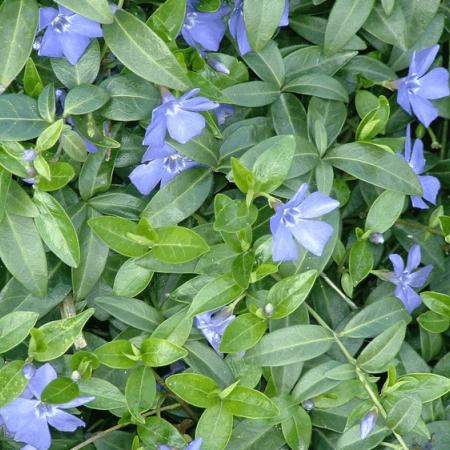 Vinca minor