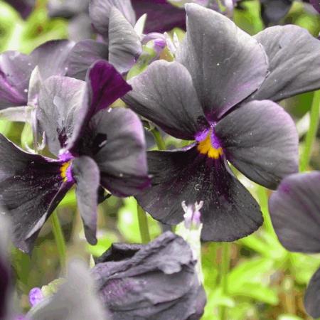 Viola cornuta 'Molly Sanderson'