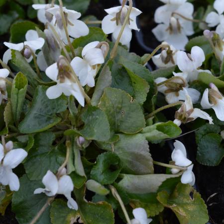 Viola odorata 'Alba'