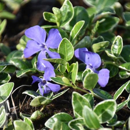 Vinca minor 'Ralph Shugert'