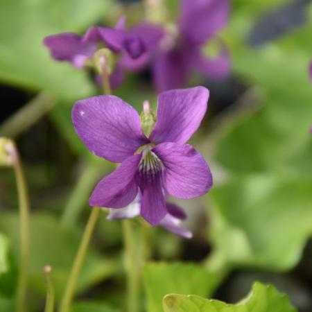 Viola sororia 'Rubra'