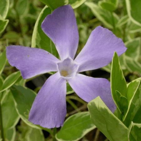 Vinca major 'Variegata'