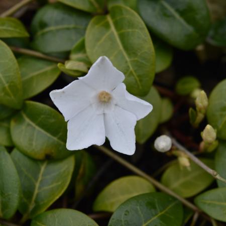 Vinca minor 'White Power'