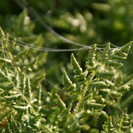 Woodsia obtusa