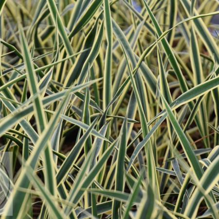 Yucca filamentosa 'Bright Edge'