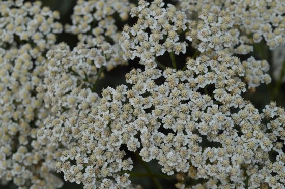 Achillea millefolium 'Alabaster'