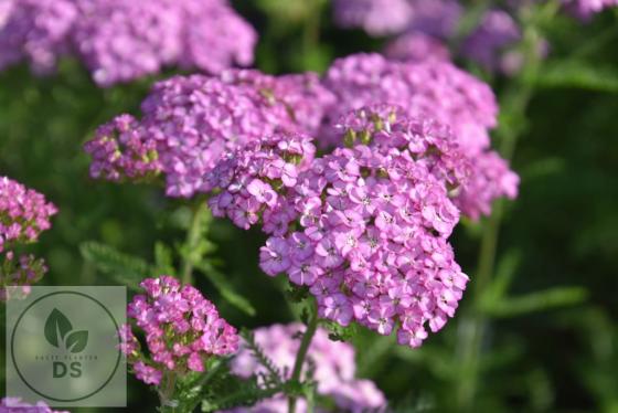 Achillea millefolium 'Appleblossom'