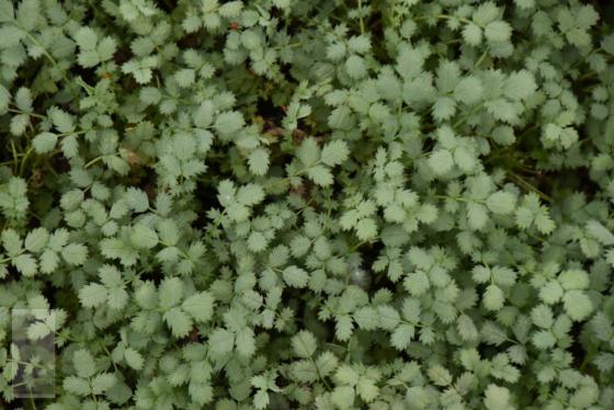 Acaena buchananii